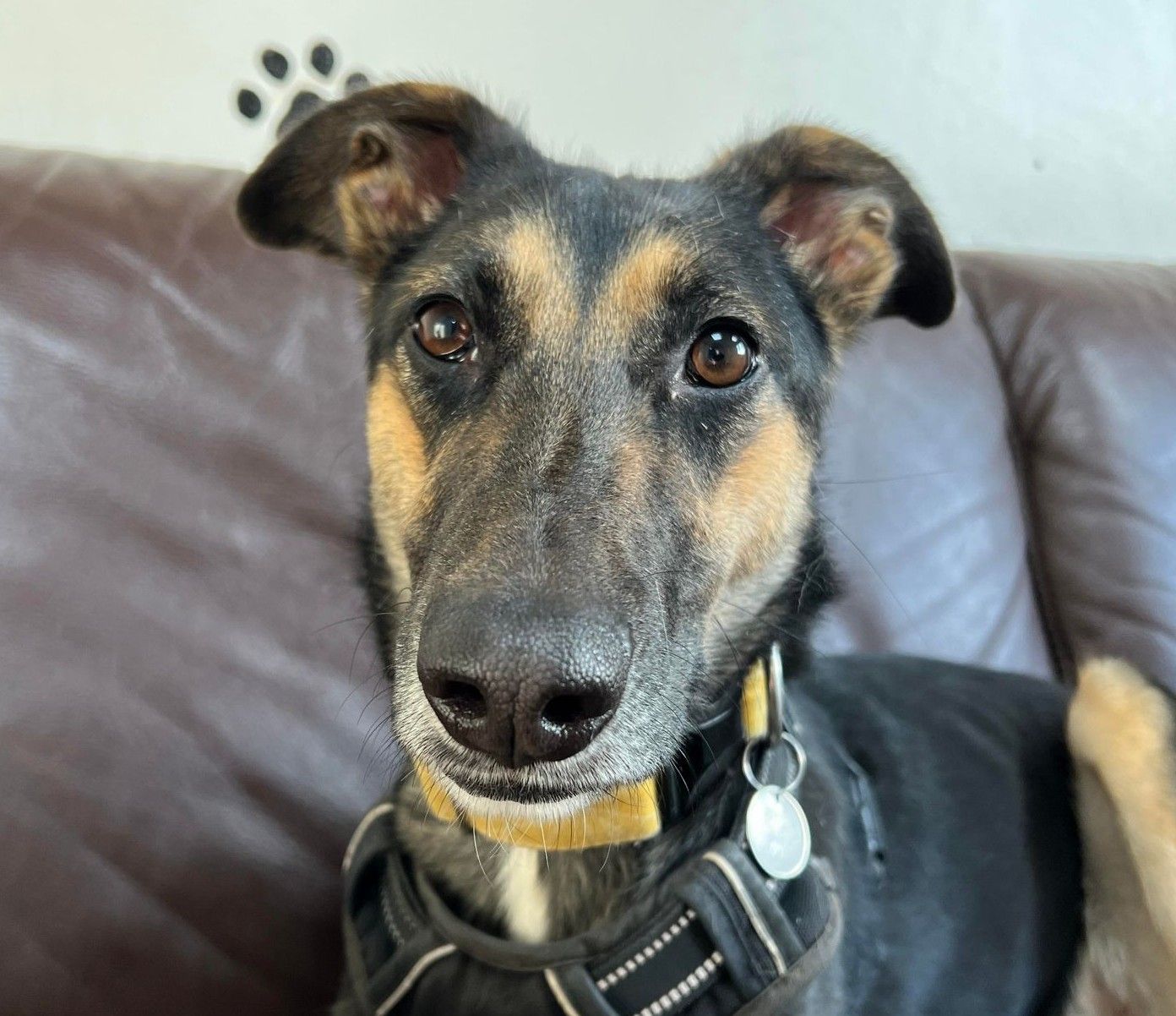 RSPCA Column: Can you offer this trio a loving home?