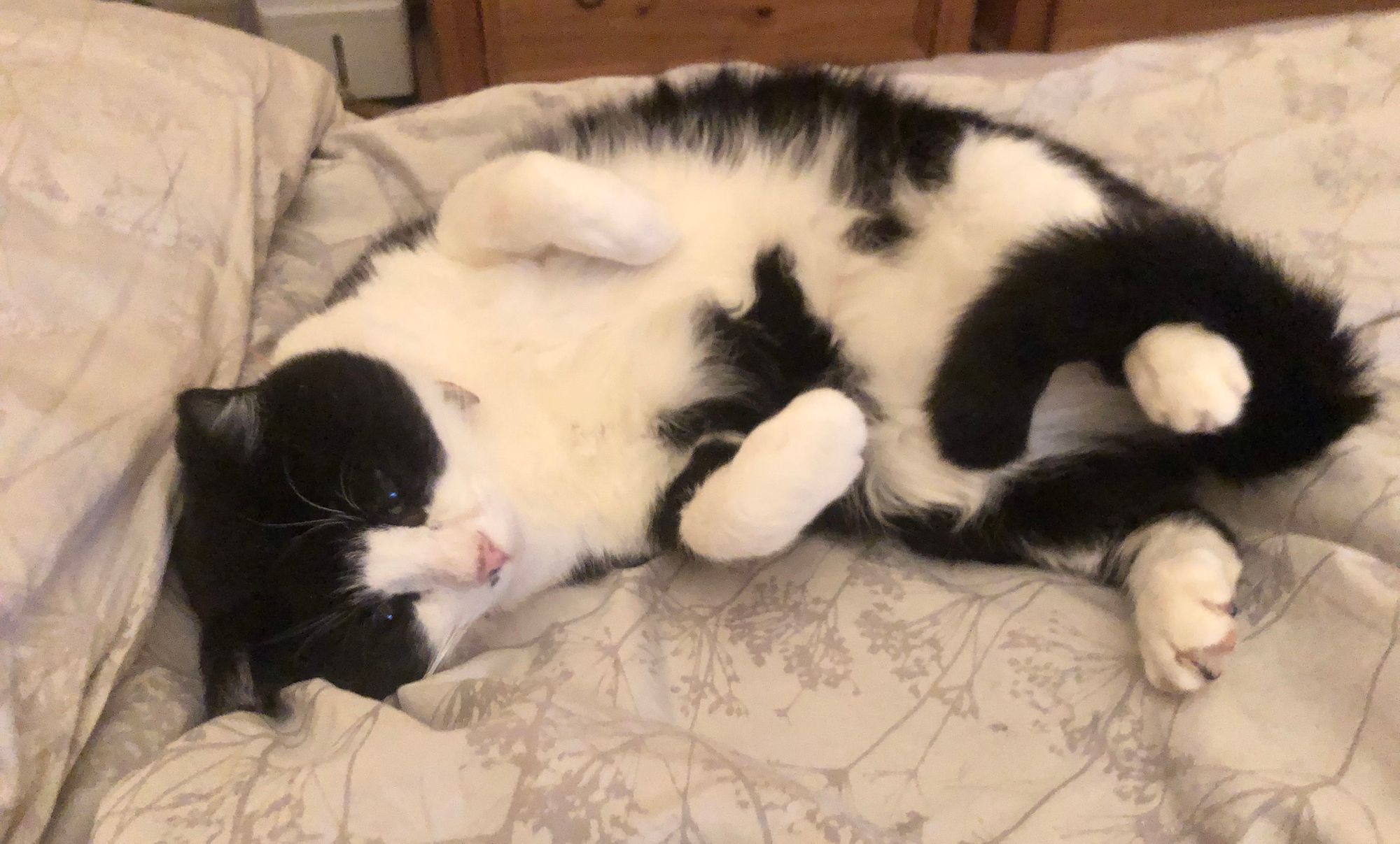 Appeal issued as cat goes missing from Eurotunnel reception in Folkestone