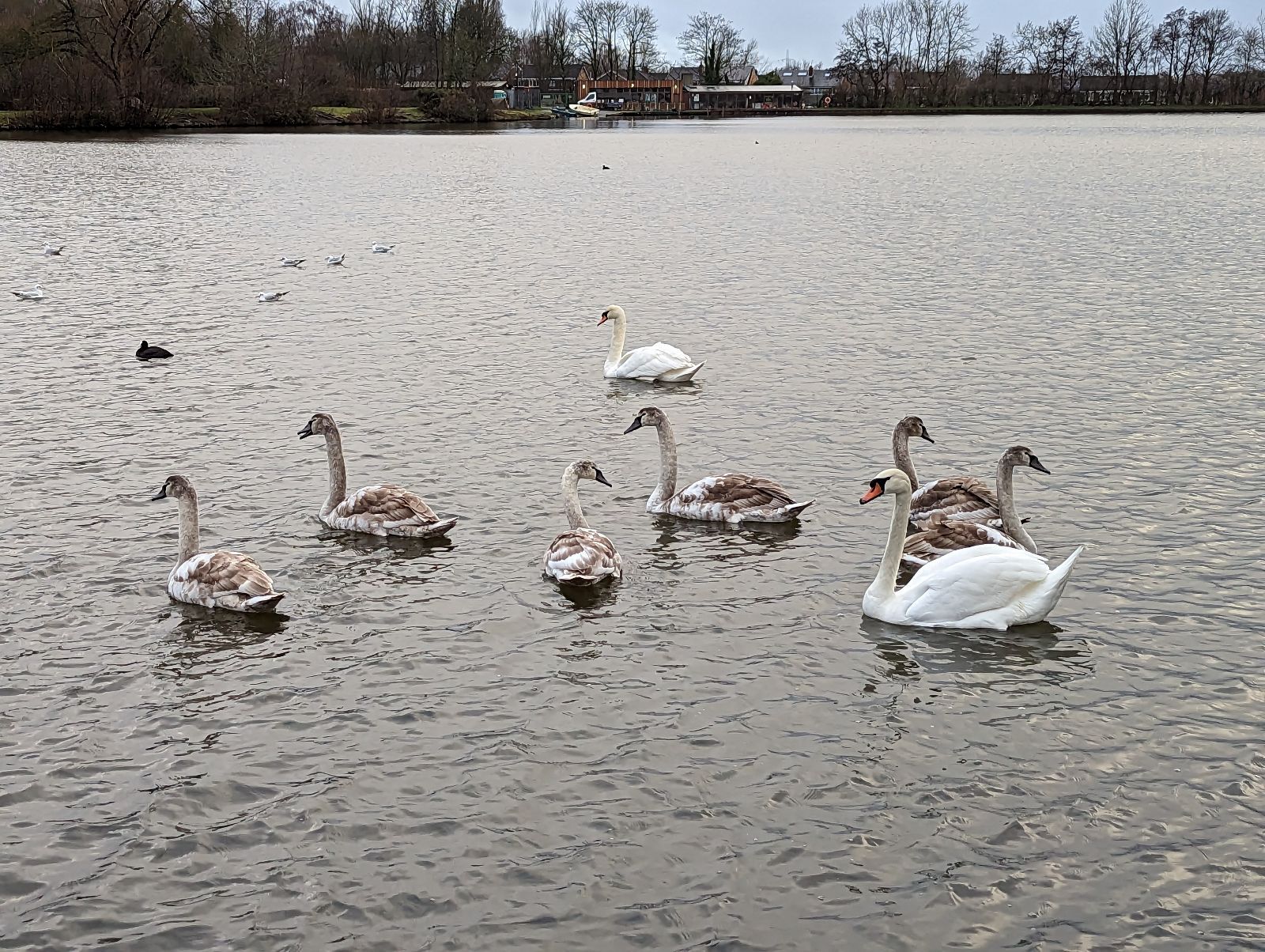 'Discarded fishing tackle a danger to swans' says Cheshire RSPCA officer