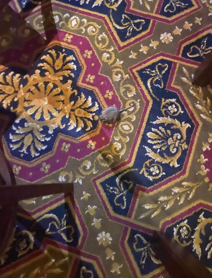 Mouse spotted inside Rochdale Wetherspoons pub