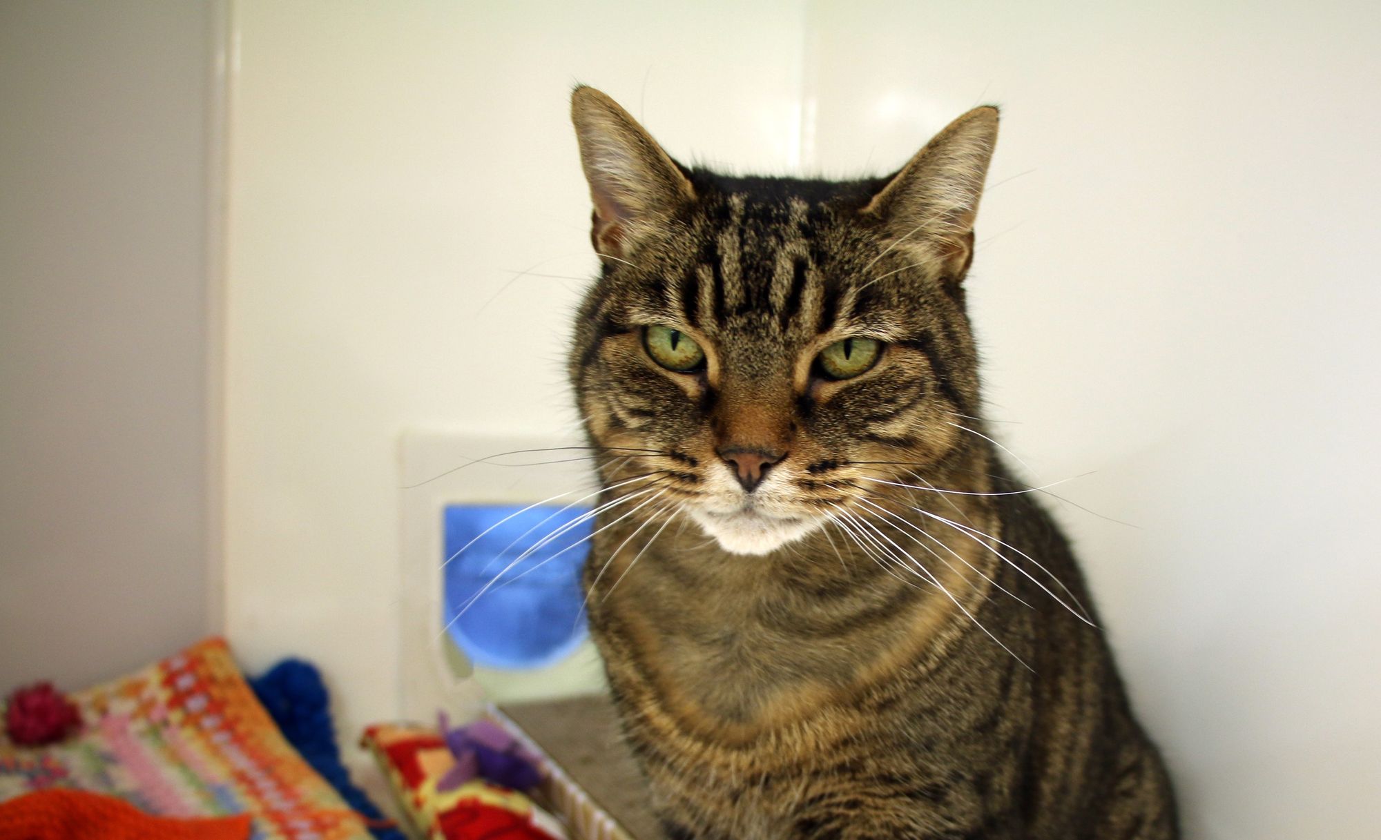 Overlooked Bridgend cat thrives after surgery but needs a home of her own