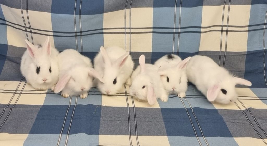 West Yorkshire RSPCA urges public to adopt four 'gorgeous' rabbits