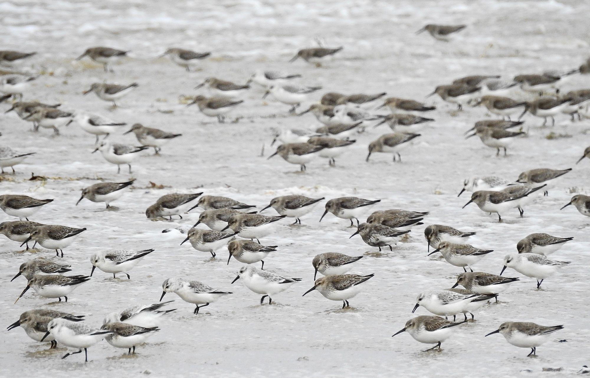 Green Sefton “Give Birds A Break” campaign warns of dangers to birds and gulls along the coastline