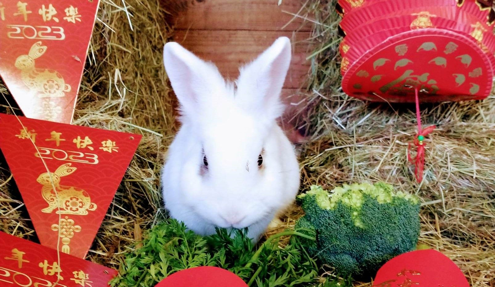 Will Chinese year of the rabbit encourage Kent's public to rehome