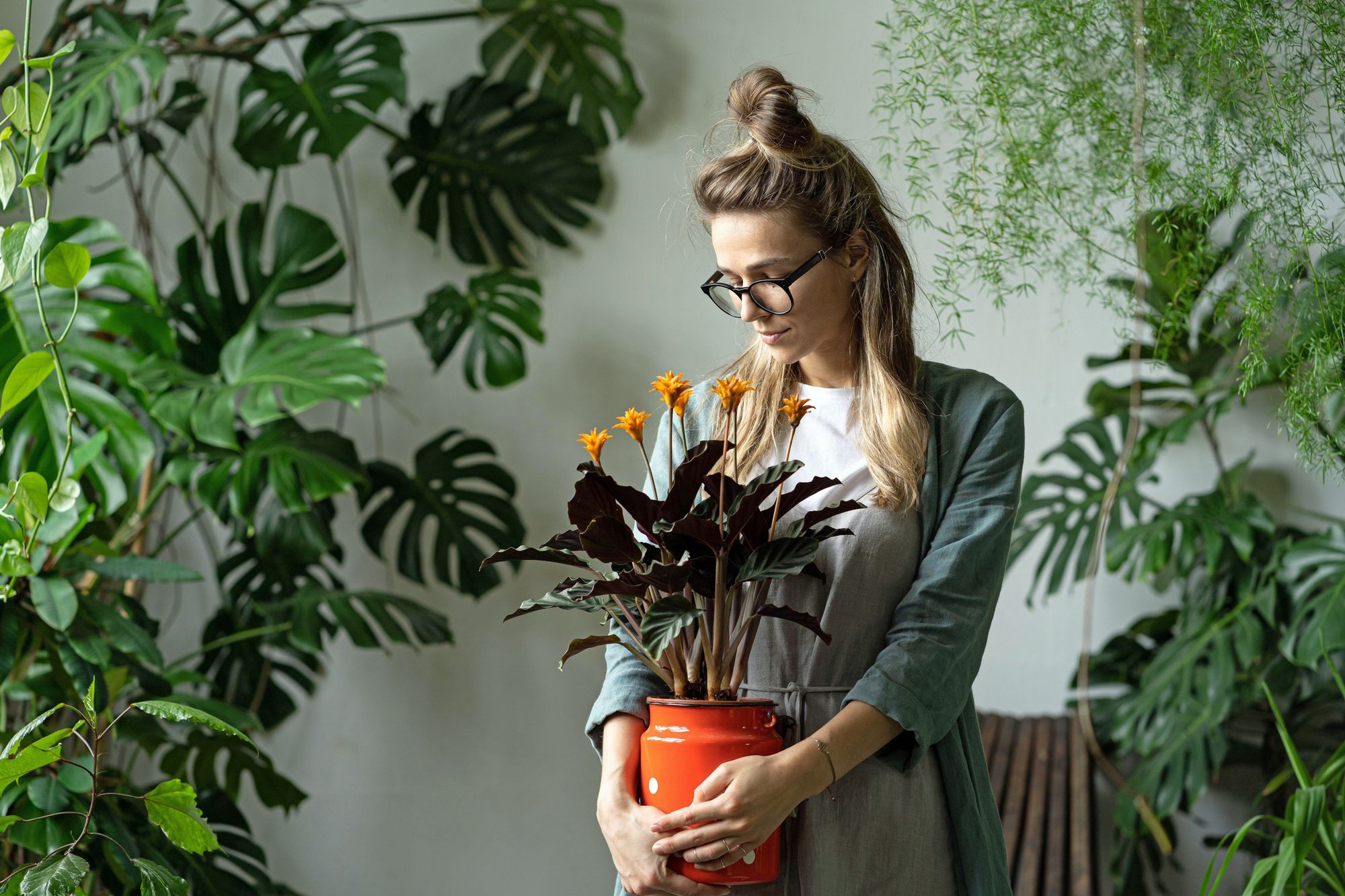 Boost your wellbeing with these houseplants - 'efficient at reducing toxins'