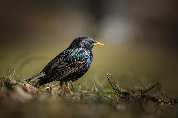Starlings in the spotlight for Rugby care home residents' Big Garden Birdwatch