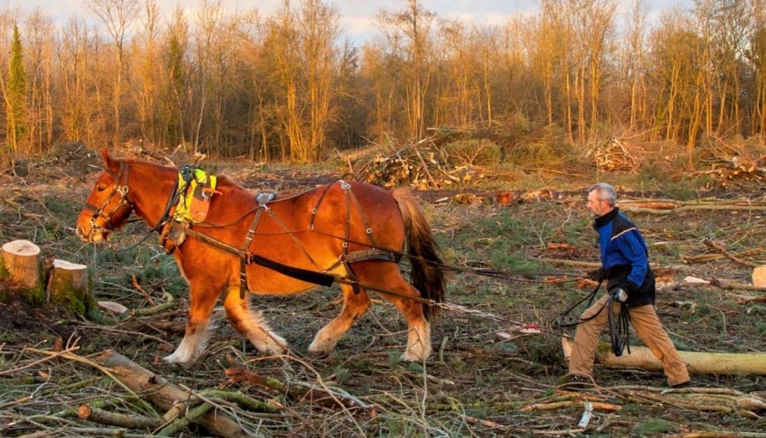 Rare Suffolk Punch horses help restore Norfolk parkland