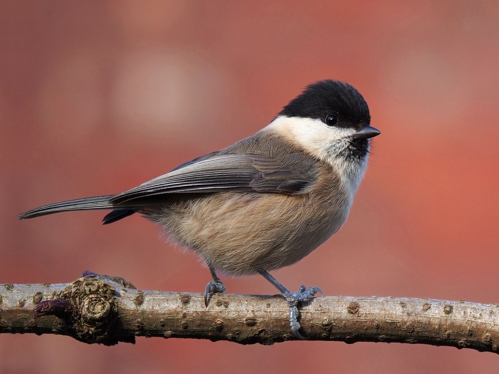 Washington Wetland Centre says look out for rare willow tit