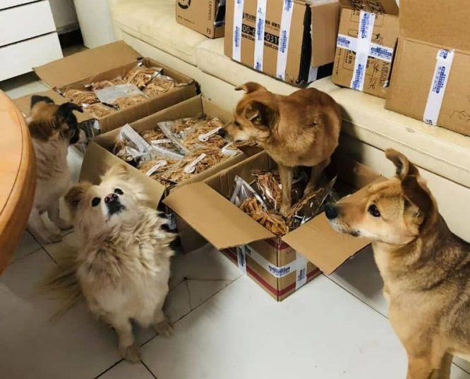 Dogs rescued from Chinese meat trade celebrate New Year in style
