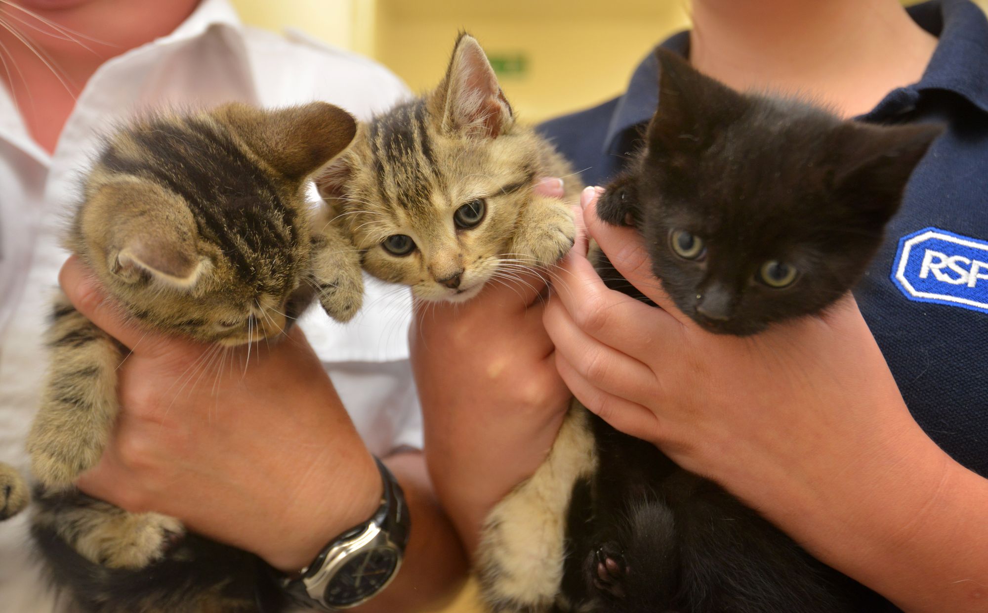 Rochdale RSPCA completes move to new home at Hollingworth Lake