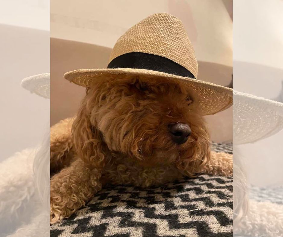 Cute and cuddly pics of pets bringing smiles to faces this Blue Monday