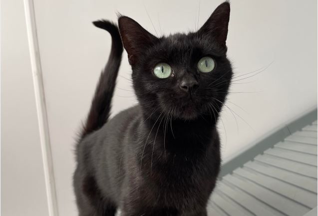 RSPCA COLUMN: Can you offer these pets a second chance at happiness