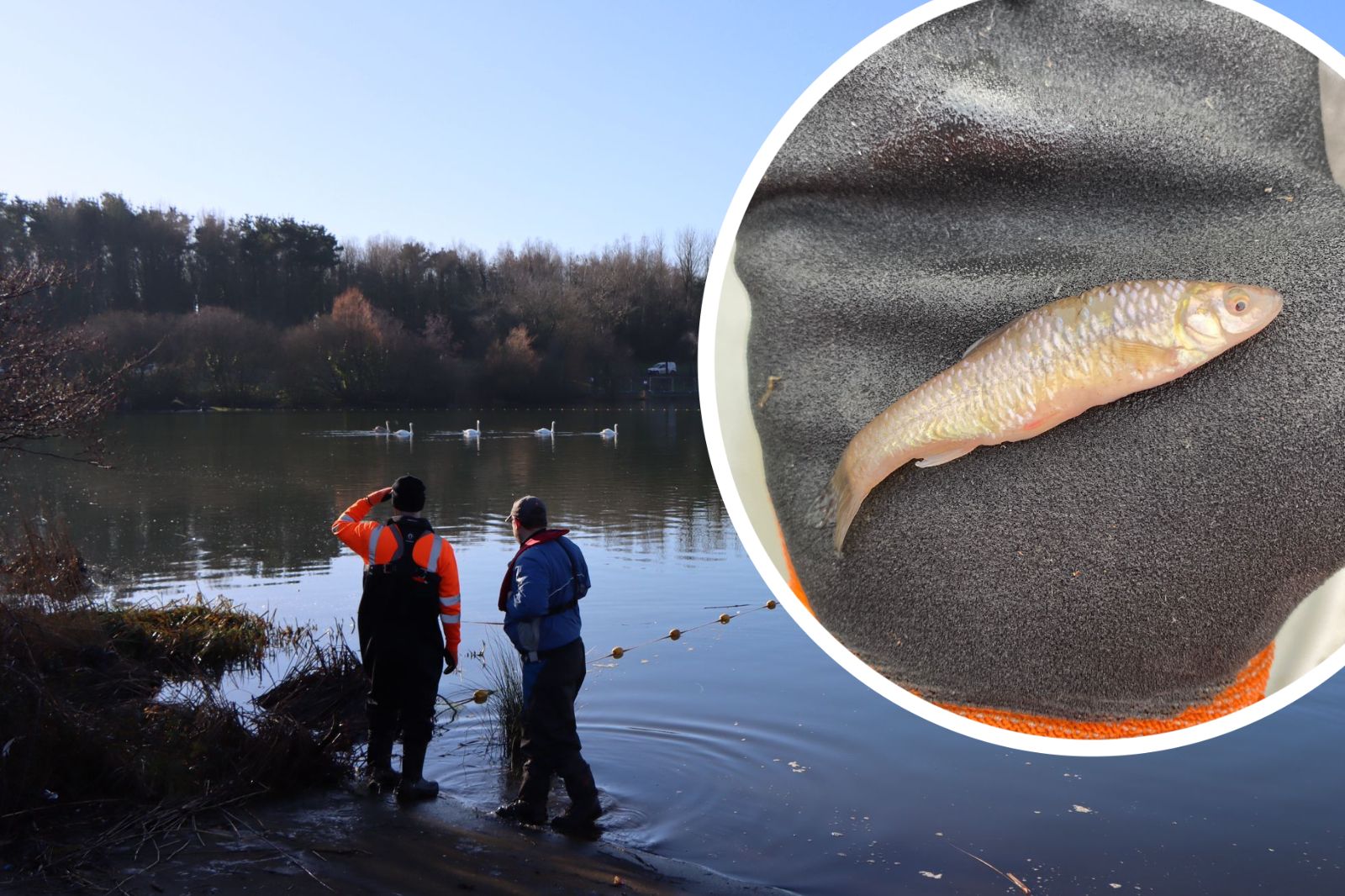 Work halted on removing 'invasive' fish species from a Llanelli lake