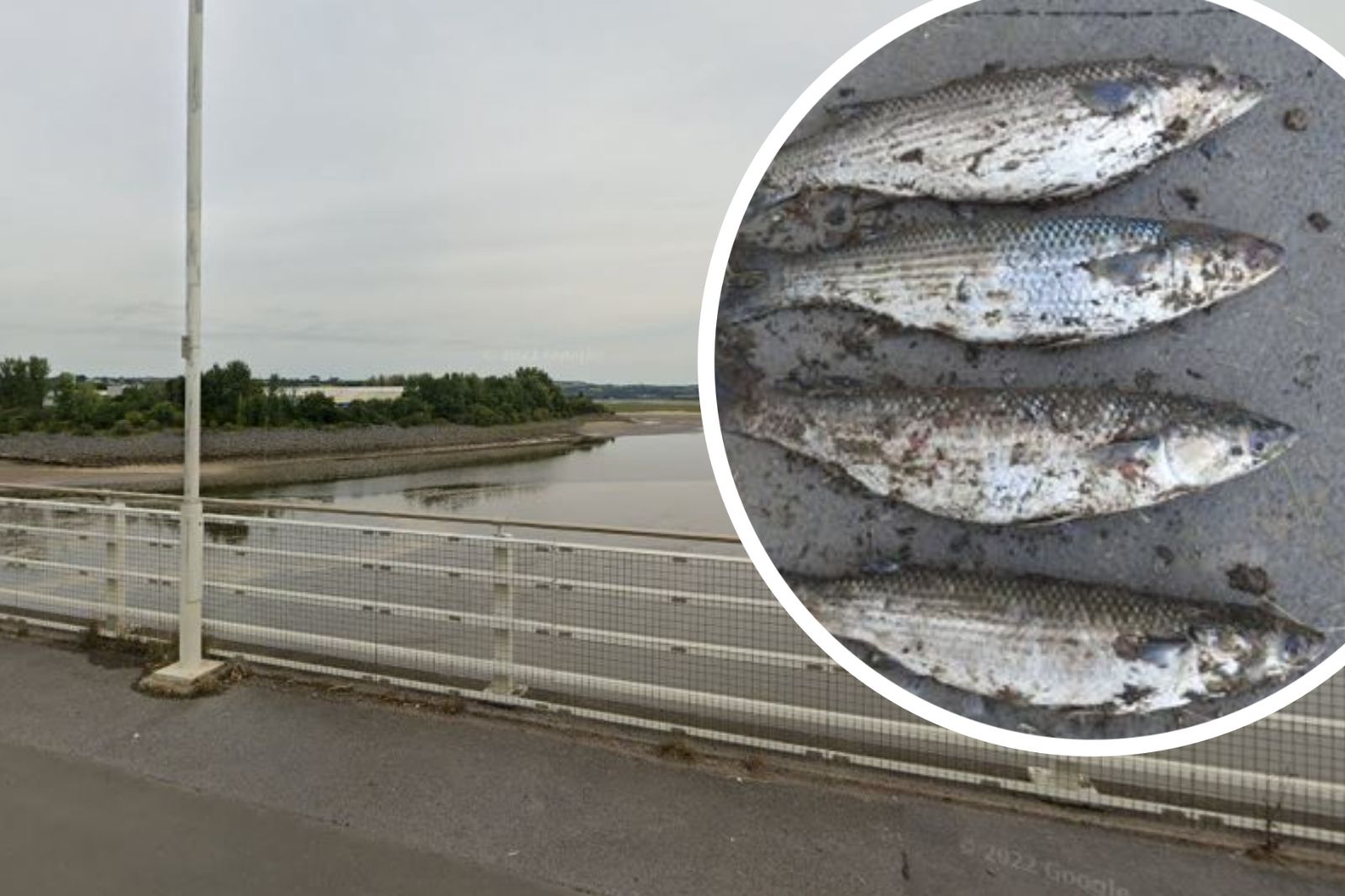 Angler fined for using barbaric and illegal fishing method at Loughor Estuary