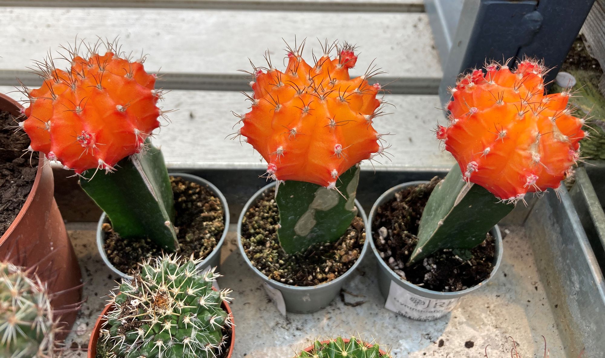 Easy and beginner-friendly houseplants that don't need much water and brighten up any room