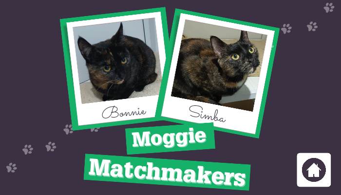 Moggy Matchmakers: do you have the right home for Simba and Bonnie?