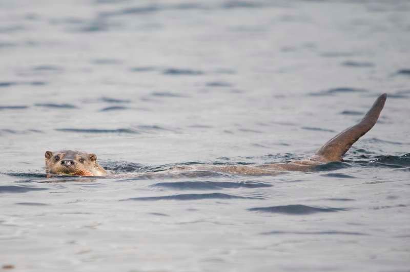 Wildlife: Otters are a sign of a job well done