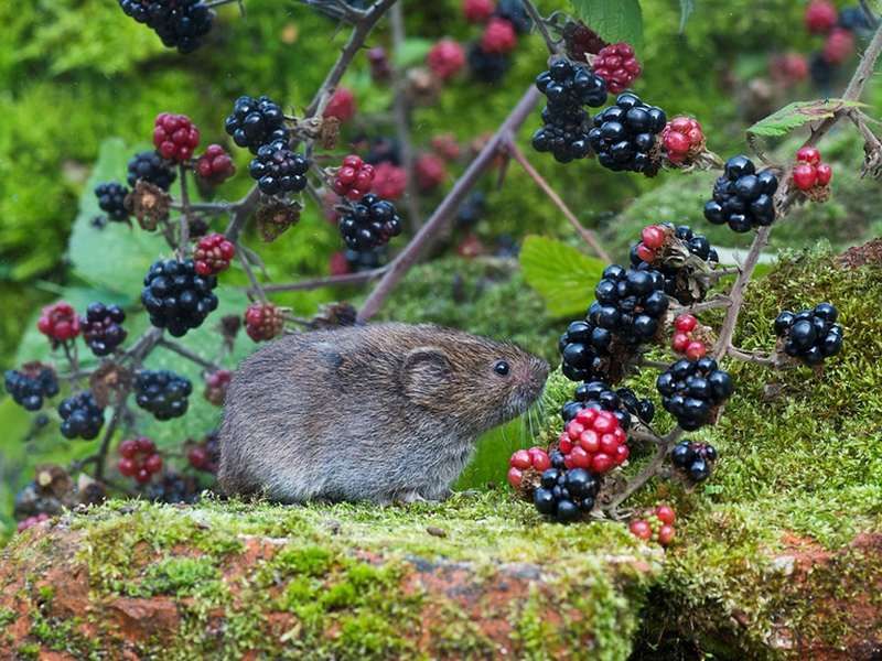Wildlife: Field vole chomps at the champs