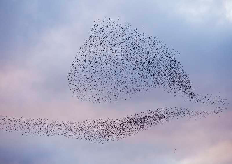 Wildlife: Murder and murmurations in the country