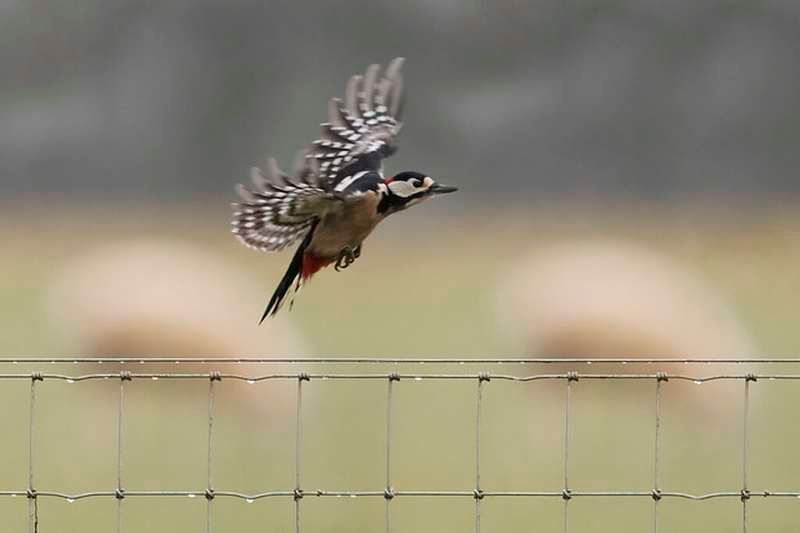 Laughing Badger: Woodpecker's flight brought the first smile of the day
