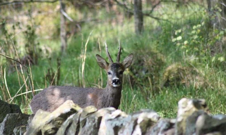 Wildlife: No embarrassment in keeping your dog under control