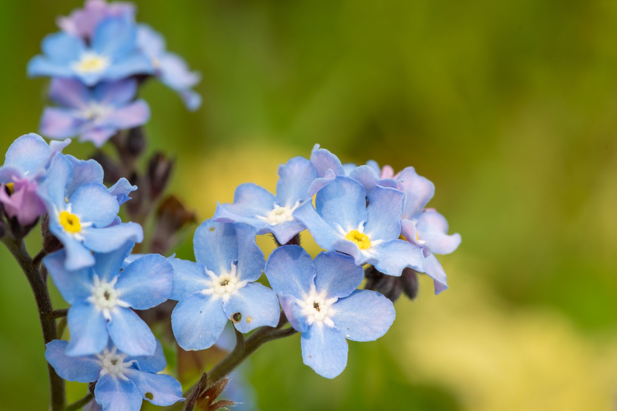 Alzheimer's Society launches Forget Me Not appeal in the North East