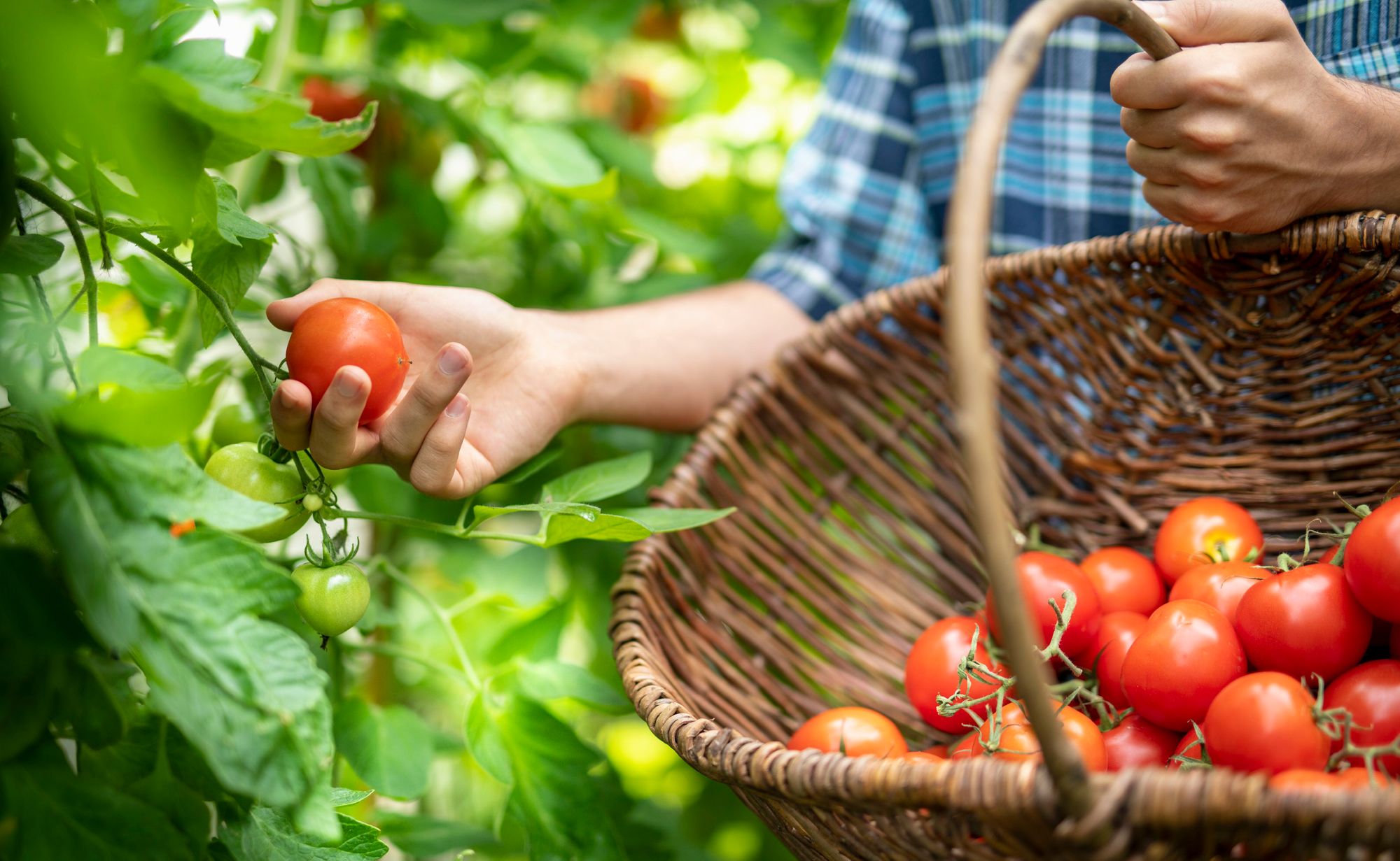 Tomatoes join list of items in short supply across UK supermarkets