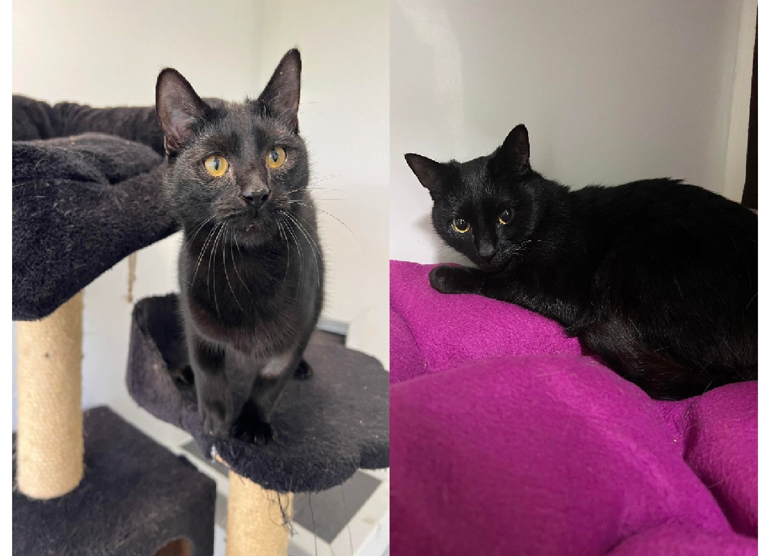 RSPCA Column: Can you offer these adorable cats a new home