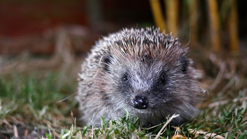 East Lothian residents urged to get involved this National Hedgehog Day
