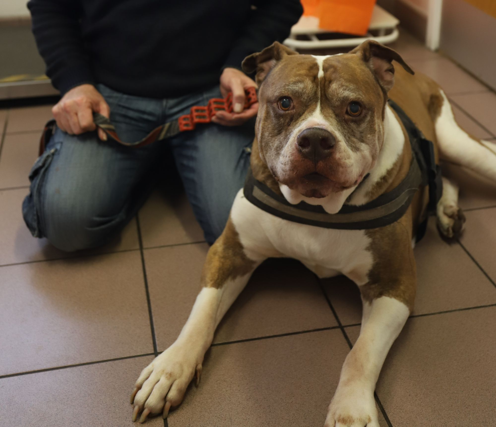 'Big Weigh In' initiative launches for pets in the North West