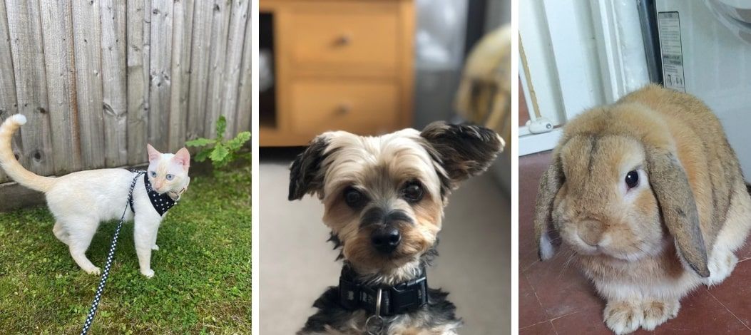 Hywel Dda Health Charities' annual pet competition is back