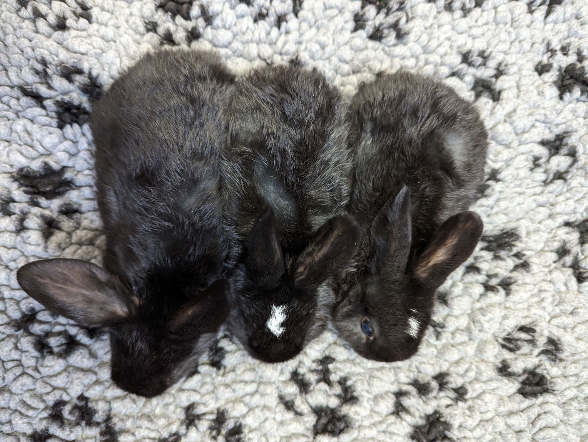 Appeal launched as six-week-old bunnies dumped in a Newport park