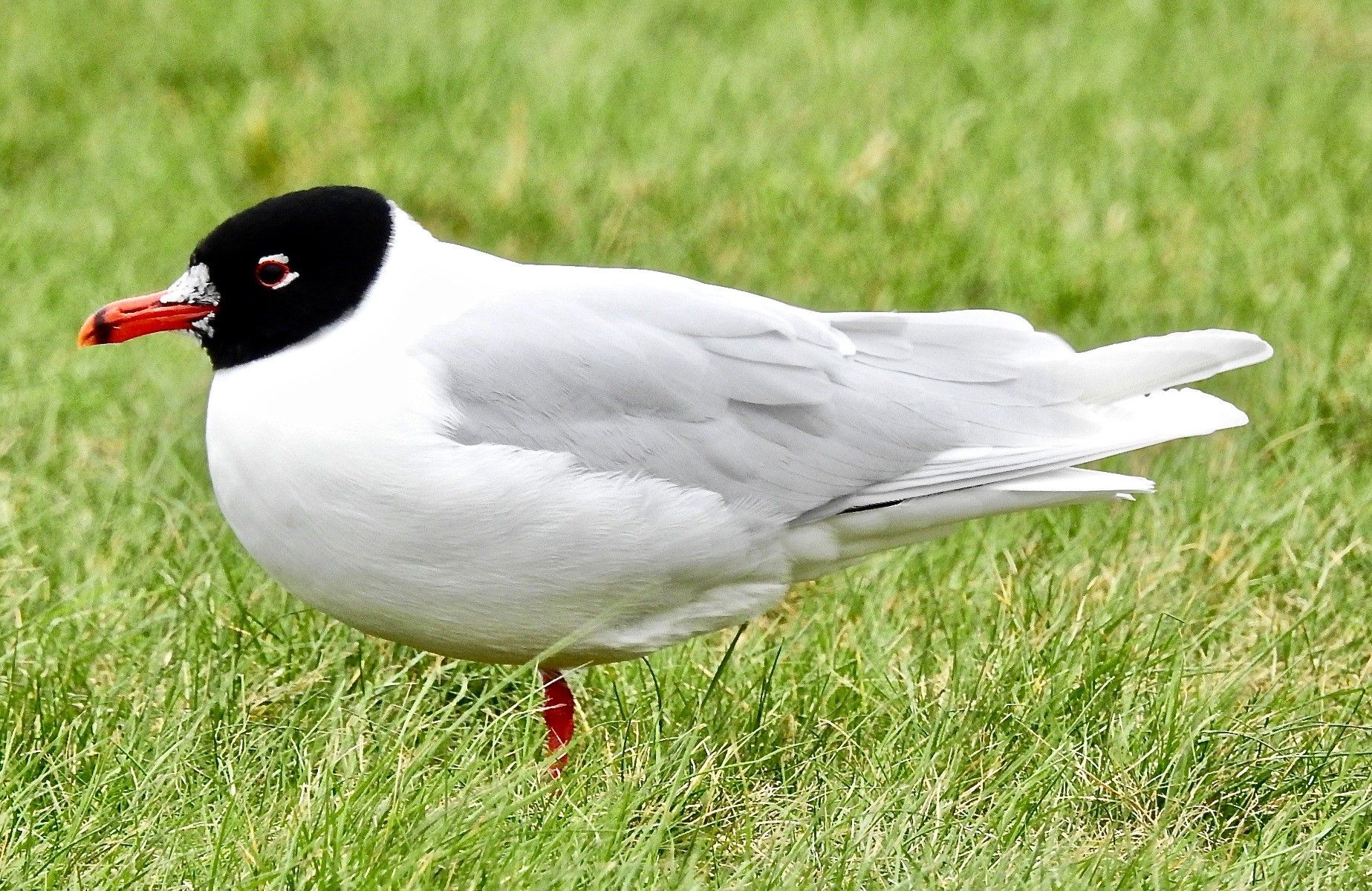The Sefton Coast with John Dempsey: Gulls should be celebrated, not reviled