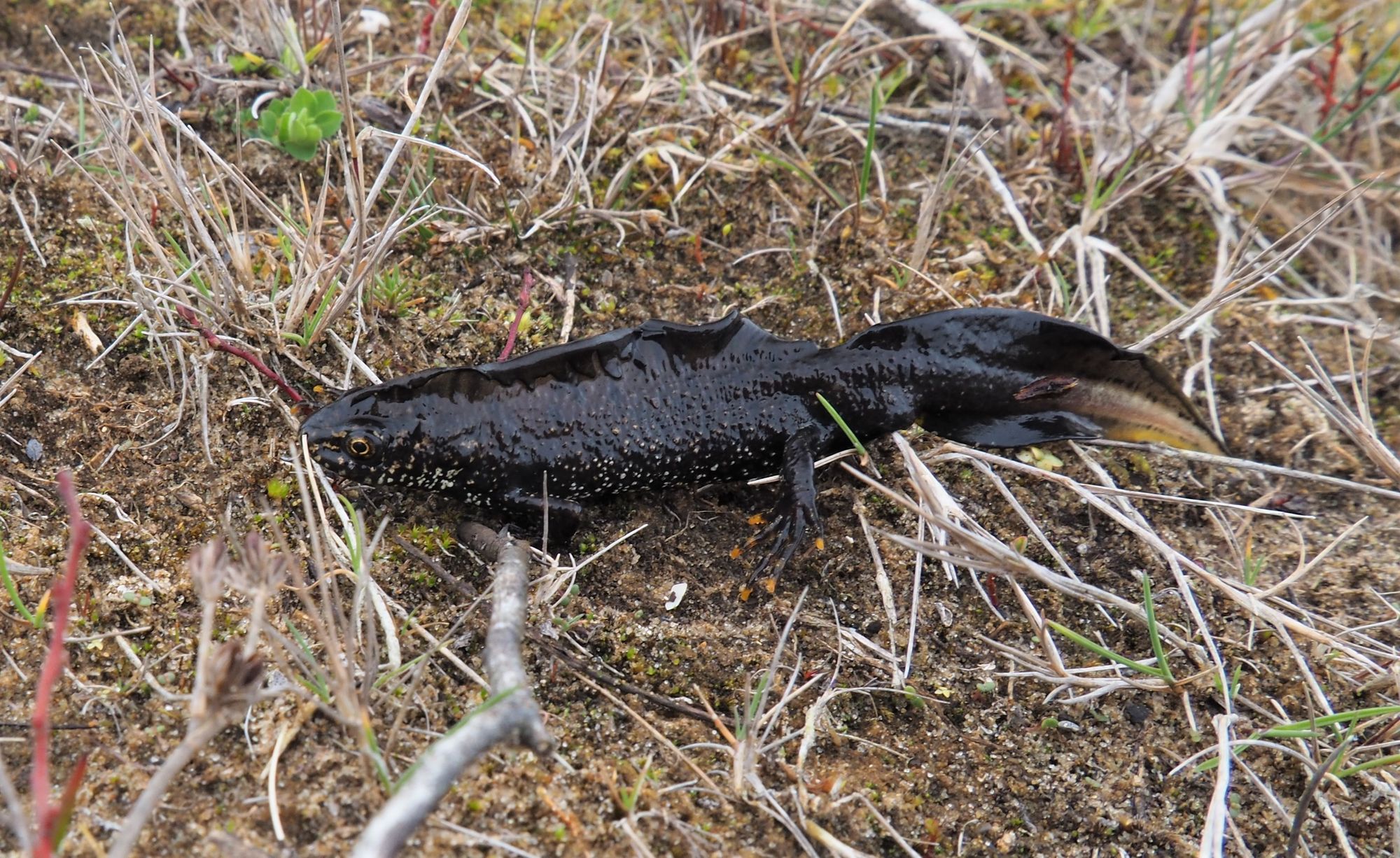 The Sefton Coast with John Dempsey: Amphibians and reptiles come out of hibernation