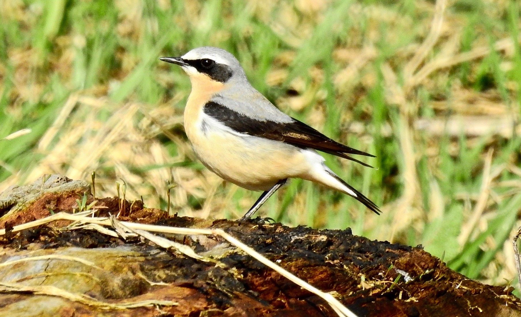 The Sefton Coast with John Dempsey: The countdown begins as migrant birds arrive from Africa