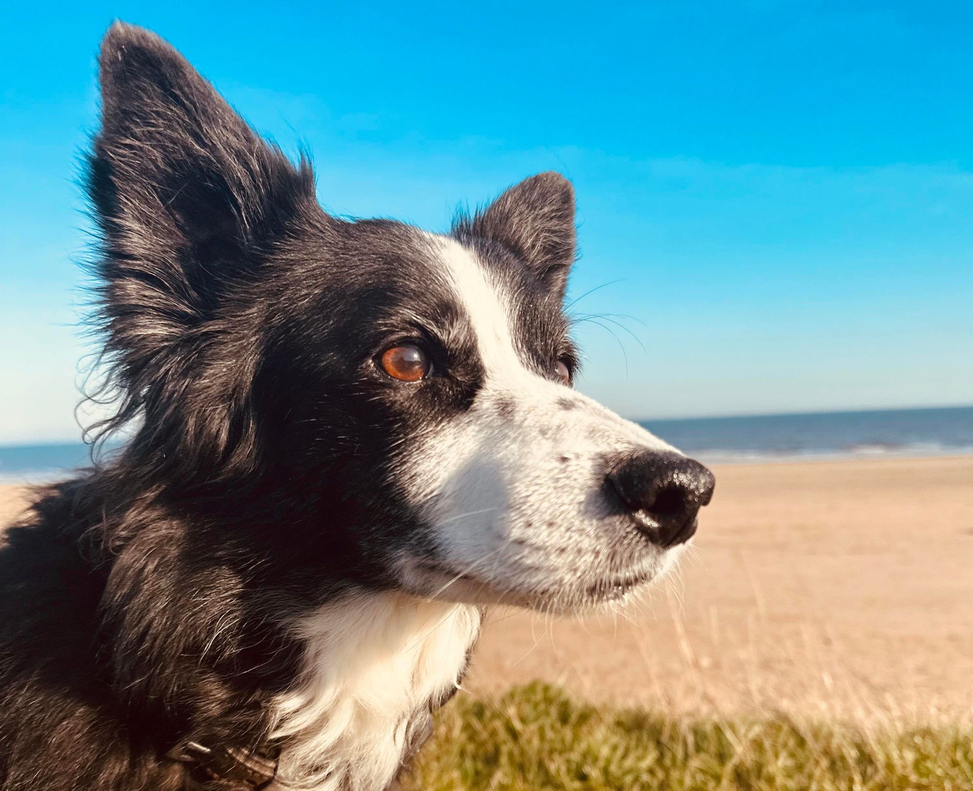Tearful Border Collie owner's  thanks after huge turnout for dog's last ever beach walk