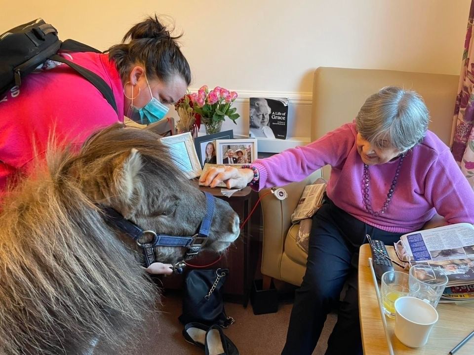 Visit from Kevin the Shetland pony brings back memories for Guildford residents
