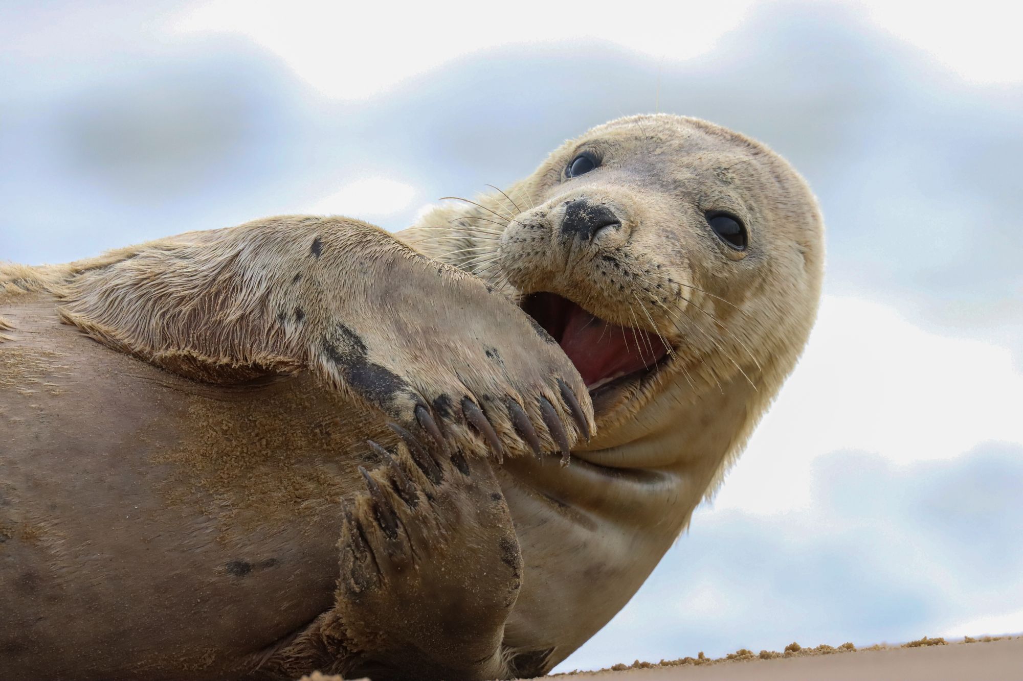 Yawning seal and posing puffin among photos shortlisted for Young Nature Photographer awards