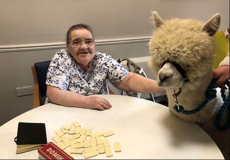Ripon care home has a pack of laughs with some friendly alpacas