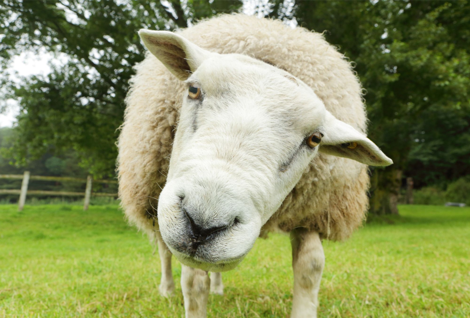 Distracted dog owners put sheep at risk of horrific and fatal injuries, research shows