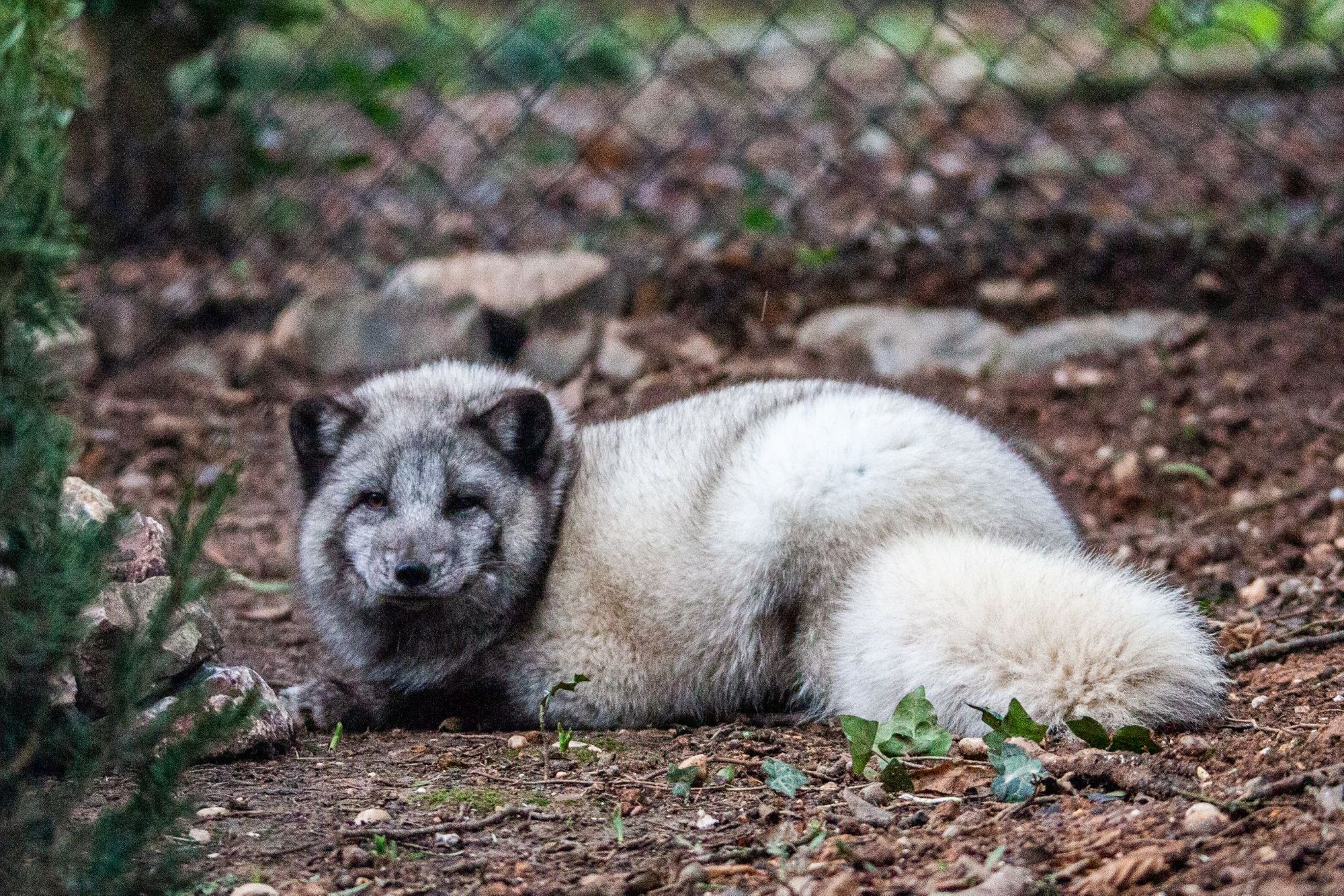 Public chooses name for Wildwood Devon's new arctic fox