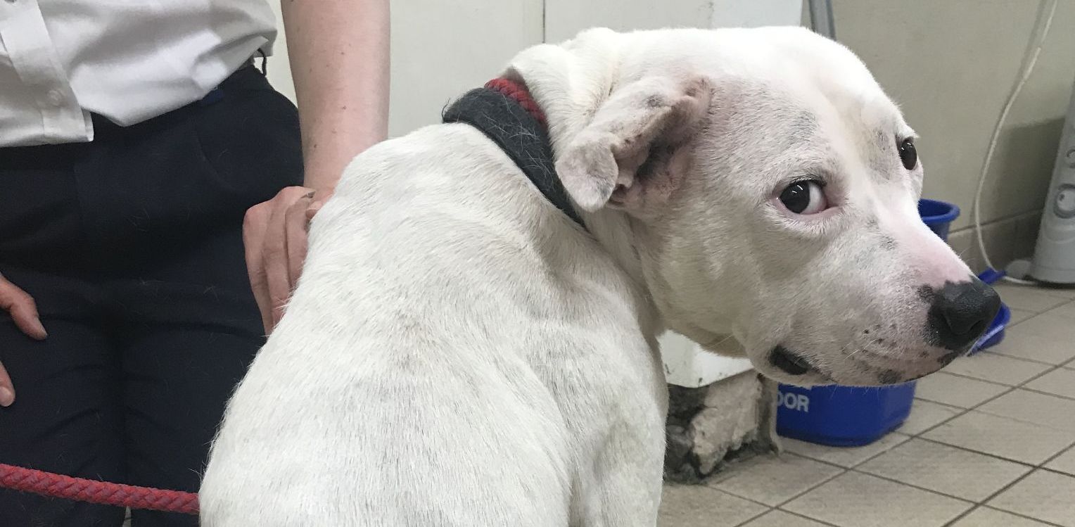 Southport dog owner given suspended prison sentence for not seeking treatment for pet
