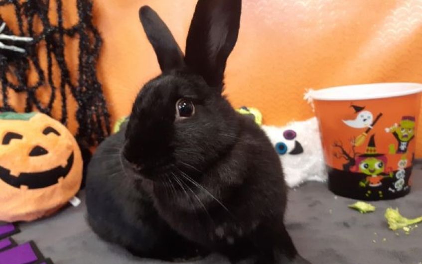 Gorgeous black rabbit looking for new home in Ayrshire