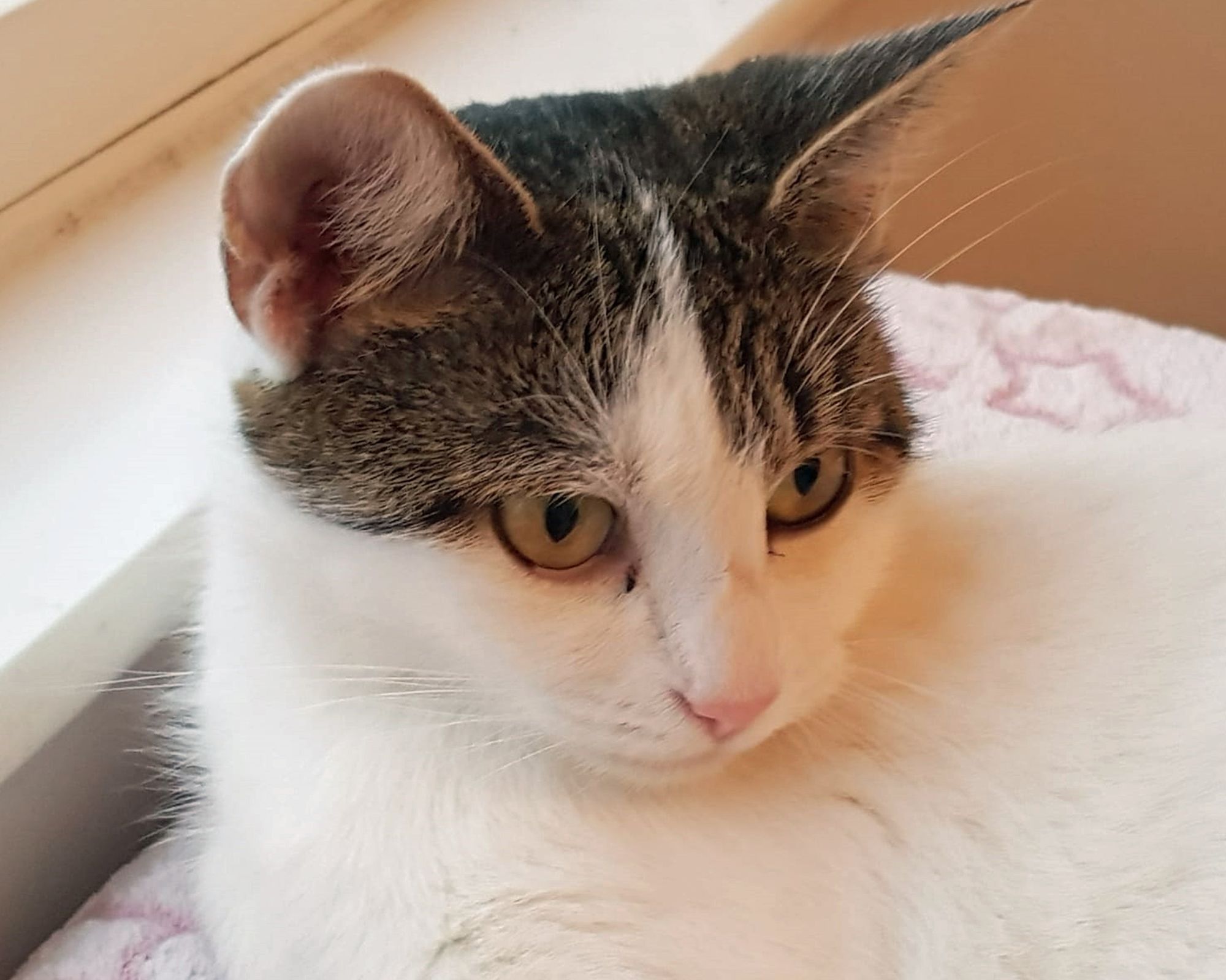 Plymouth get-together in aid of Cats Protection