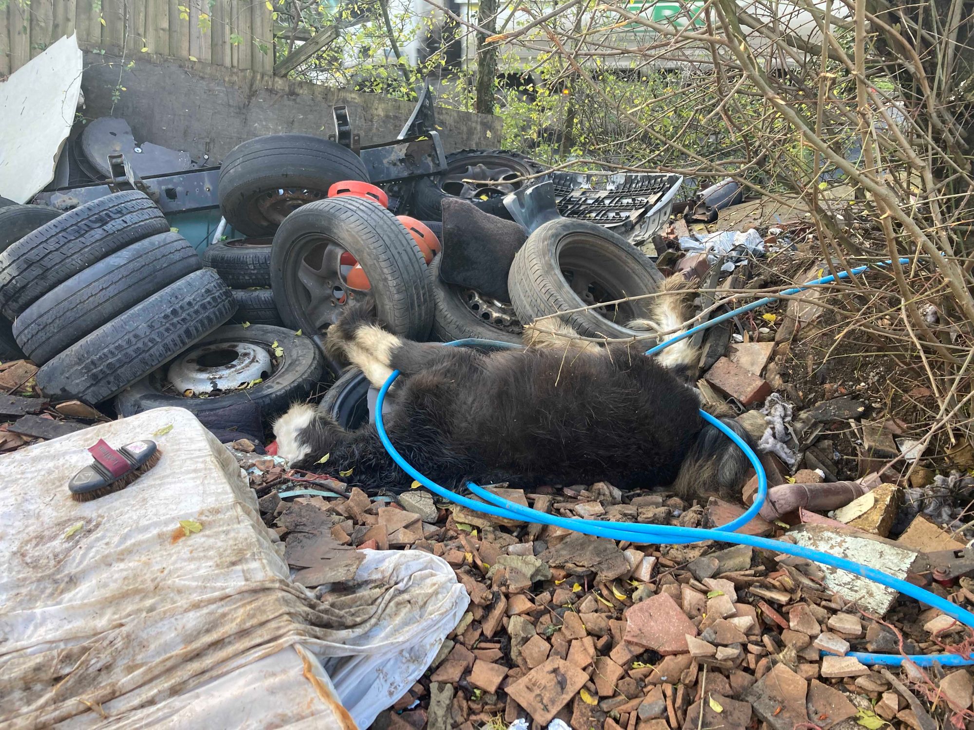 Foal found laying upside down in rubble now doing well at Redwings