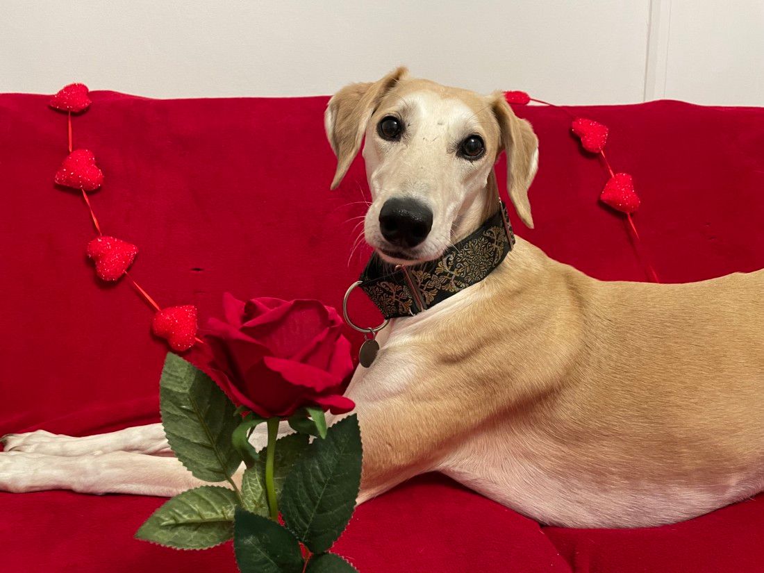 Battersea's Prince Charming is looking for love