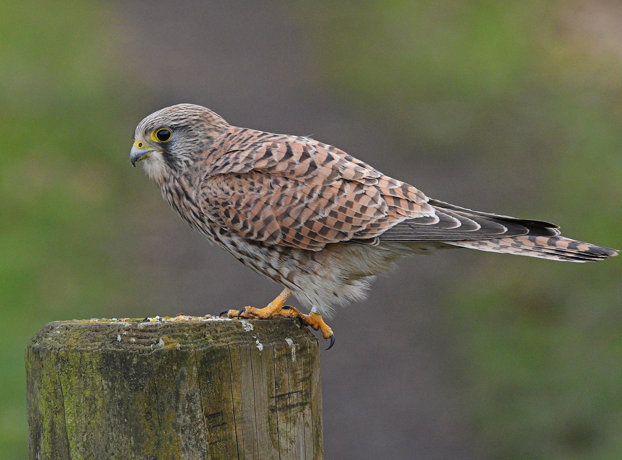 Scene By You Ormskirk - Feb 23: Pictures of West Lancashire captured by local photographers