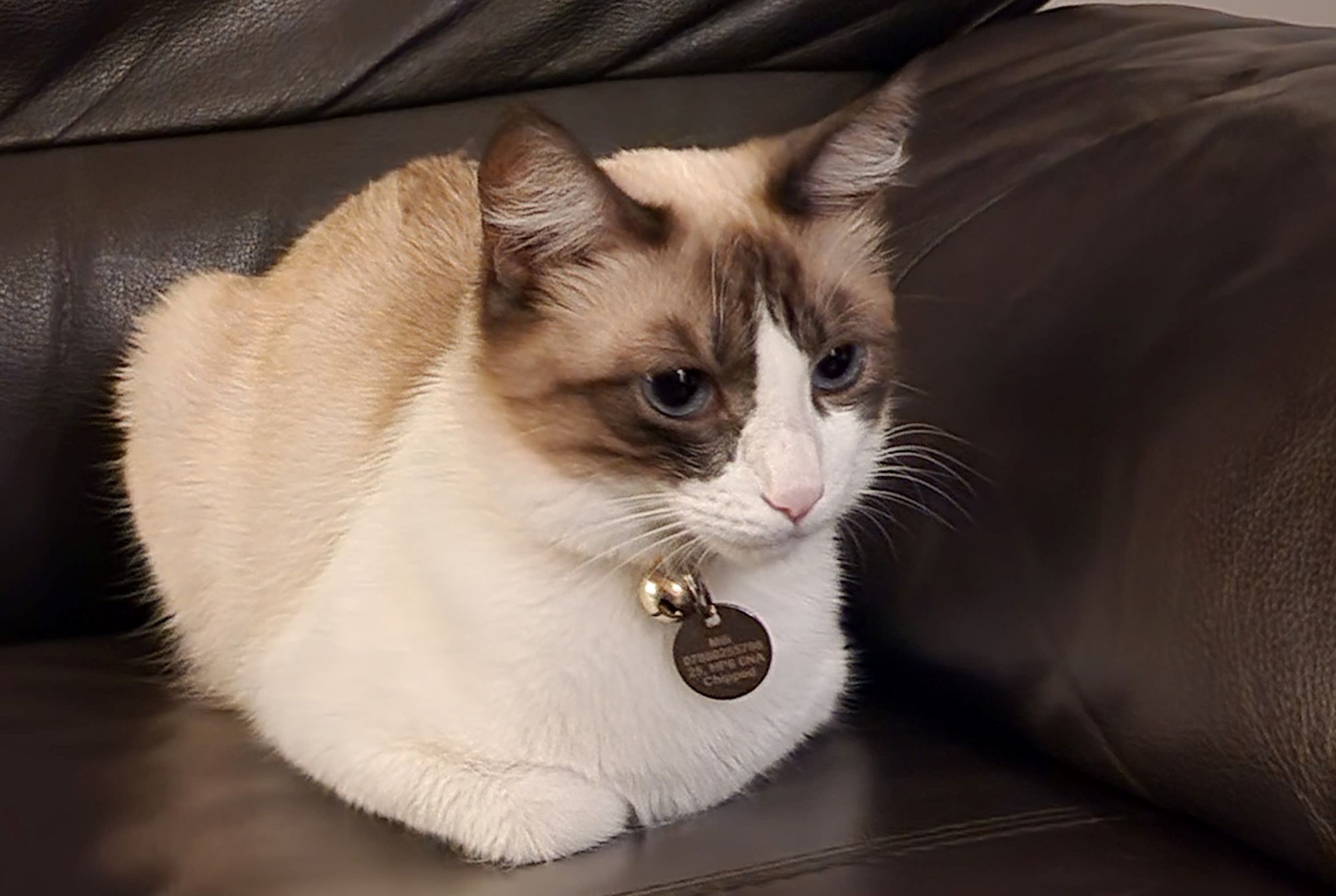 Public urged to look out for 'timid' Siamese cat missing in Amersham