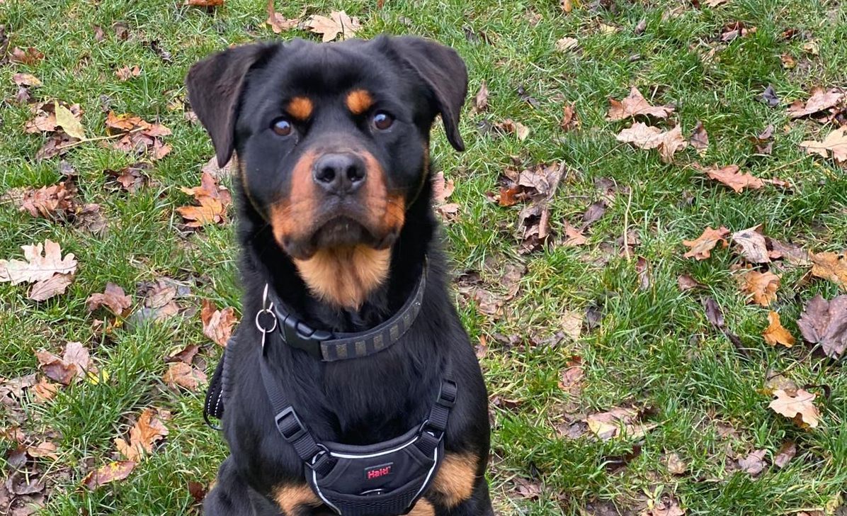 Leicester animal centre seeks home for 'loving' dog with kidney condition