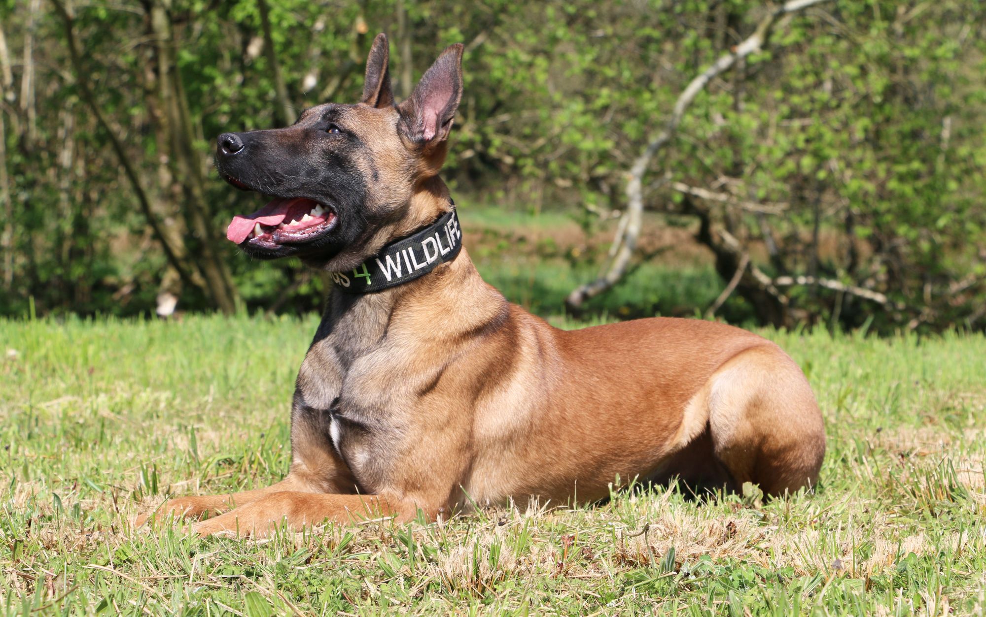 Carmarthen mum funds anti-poaching dog in memory of son